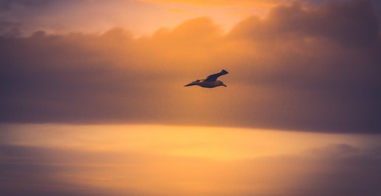Gabbiano che vola